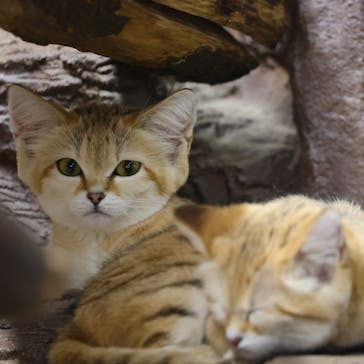 那須どうぶつ王国に投稿された画像（2021/3/13）