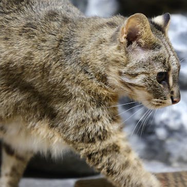 那須どうぶつ王国に投稿された画像（2021/3/13）