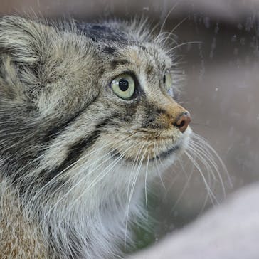 那須どうぶつ王国に投稿された画像（2021/3/13）