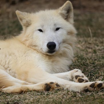 那須どうぶつ王国に投稿された画像（2021/3/13）