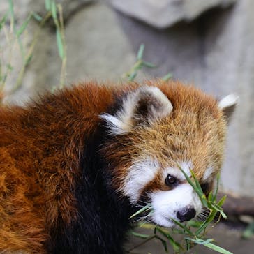 那須どうぶつ王国に投稿された画像（2021/3/13）