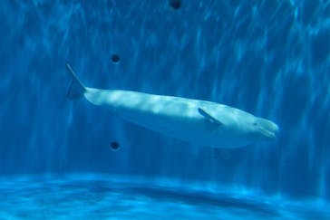 島根県立 しまね海洋館に投稿された画像（2021/3/14）