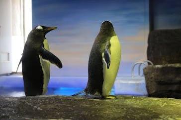 島根県立 しまね海洋館に投稿された画像（2021/3/14）