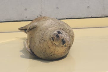 島根県立 しまね海洋館に投稿された画像（2021/3/14）