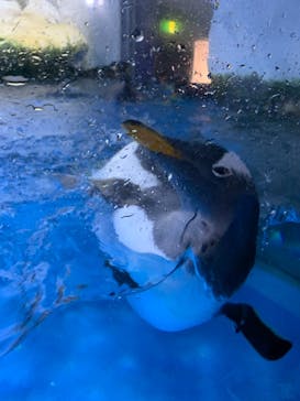 横浜・八景島シーパラダイスに投稿された画像（2021/3/14）