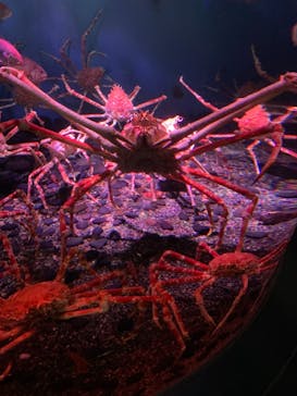 横浜・八景島シーパラダイスに投稿された画像（2021/3/14）