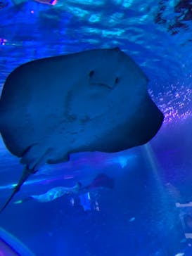 横浜・八景島シーパラダイスに投稿された画像（2021/3/14）