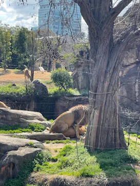 天王寺動物園に投稿された画像（2021/3/14）