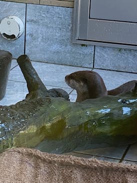 下田海中水族館に投稿された画像（2021/3/14）