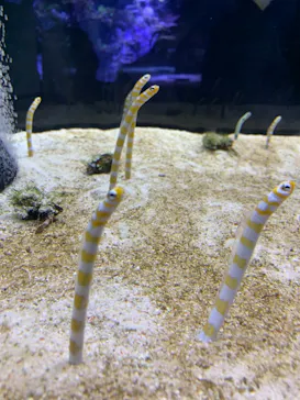 すみだ水族館に投稿された画像（2021/3/14）