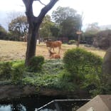 天王寺動物園に投稿された画像（2021/3/13）