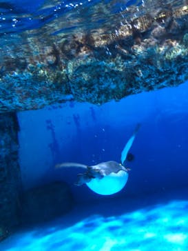 横浜・八景島シーパラダイスに投稿された画像（2021/3/14）