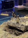 すみだ水族館に投稿された画像（2021/3/14）