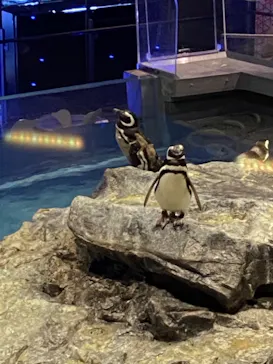 すみだ水族館に投稿された画像（2021/3/14）