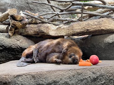 神戸どうぶつ王国に投稿された画像（2021/3/14）