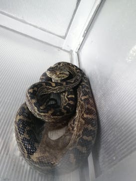 おきなわワールドに投稿された画像（2021/3/14）