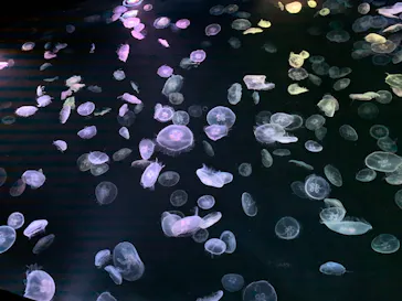 すみだ水族館に投稿された画像（2021/3/14）