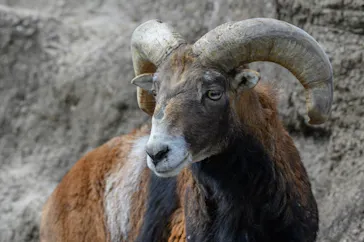 天王寺動物園に投稿された画像（2021/3/14）