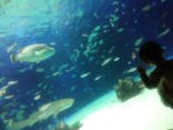 サンシャイン水族館に投稿された画像（2021/3/14）