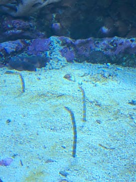 サンシャイン水族館に投稿された画像（2021/3/14）