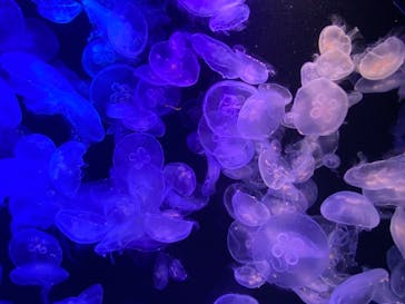 マリンワールド海の中道に投稿された画像（2021/3/14）