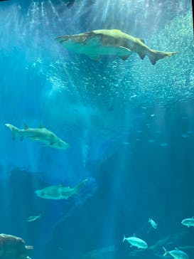 マリンワールド海の中道に投稿された画像（2021/3/14）