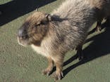伊豆シャボテン動物公園に投稿された画像（2021/3/14）