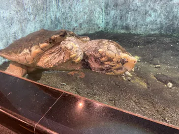 天王寺動物園に投稿された画像（2021/3/14）