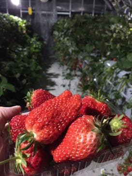 井上寅雄農園に投稿された画像（2021/3/14）