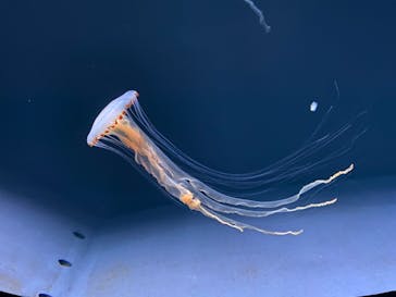 サンシャイン水族館に投稿された画像（2021/3/14）