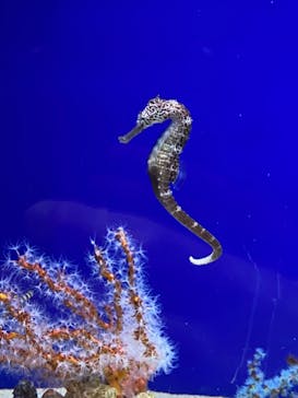 サンシャイン水族館に投稿された画像（2021/3/14）