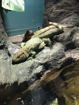 サンシャイン水族館に投稿された画像（2021/3/14）