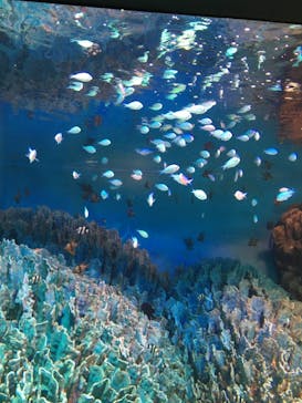 サンシャイン水族館に投稿された画像（2021/3/14）