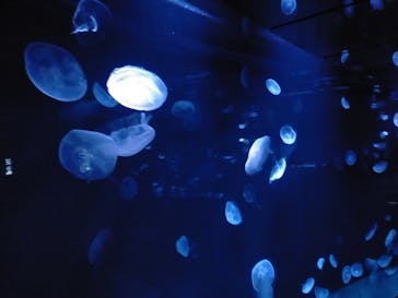 サンシャイン水族館に投稿された画像（2021/3/14）