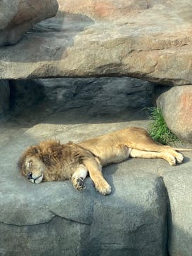 沖縄こどもの国に投稿された画像（2021/3/14）