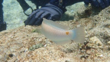 ダイビングショップ Sea Free（シーフリー）に投稿された画像（2021/3/14）