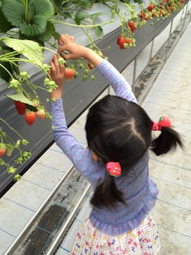 いのさんの観光農園に投稿された画像（2021/3/14）