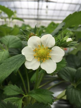 いのさんの観光農園に投稿された画像（2021/3/14）