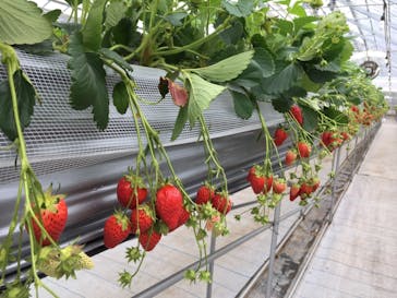 いのさんの観光農園に投稿された画像（2021/3/14）