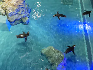 すみだ水族館に投稿された画像（2021/3/14）