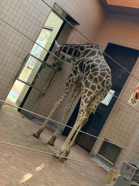 天王寺動物園に投稿された画像（2021/3/14）