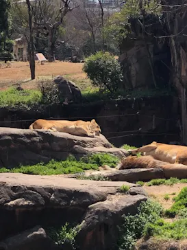 天王寺動物園に投稿された画像（2021/3/14）