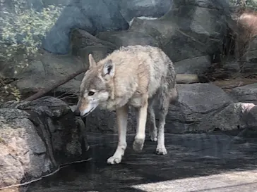 天王寺動物園に投稿された画像（2021/3/14）