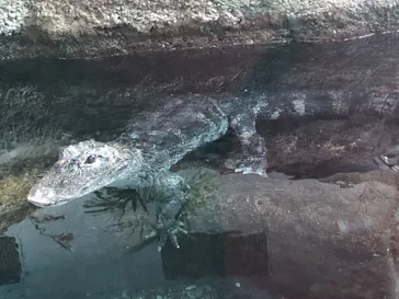 天王寺動物園に投稿された画像（2021/3/14）