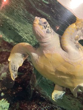 九十九島水族館海きららに投稿された画像（2021/3/14）