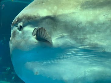 横浜・八景島シーパラダイスに投稿された画像（2021/3/14）