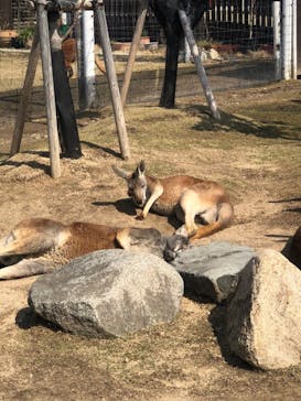 神戸どうぶつ王国に投稿された画像（2021/3/14）