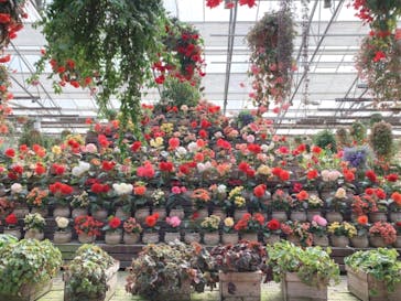 富士花鳥園に投稿された画像（2021/3/14）