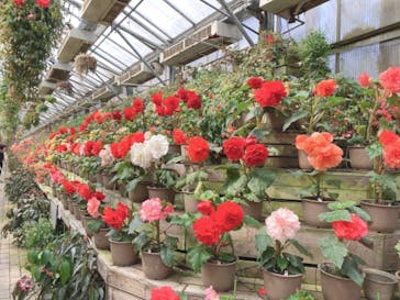 富士花鳥園に投稿された画像（2021/3/14）