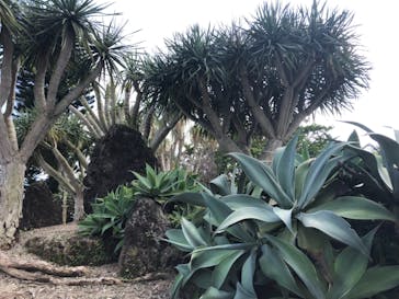 美らヤシパークオキナワ・東南植物楽園に投稿された画像（2021/3/14）